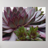 kippen en kippen poster (Voorkant)