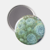 Kippen en kippen Succulent Magneet (Voorkant / Achterkant)