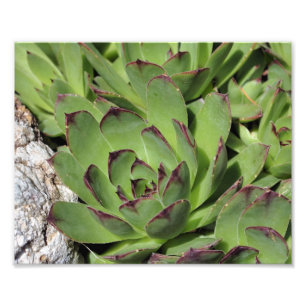 Kippen en kuikens Tuin Succulenten Close-up 8x10 Foto Afdruk