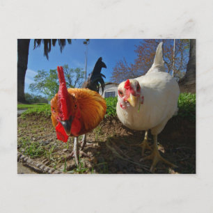 kippen en rooster briefkaart