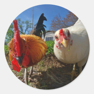 kippen en rooster ronde sticker
