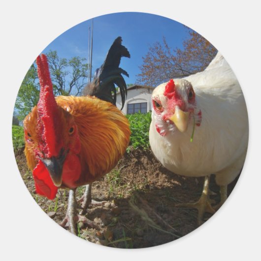 kippen en rooster ronde sticker (Voorkant)