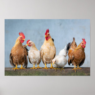 Kippen en roosters op een muur poster
