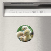 Kippen en schokken magneet (Insitu (Vaatwasser))