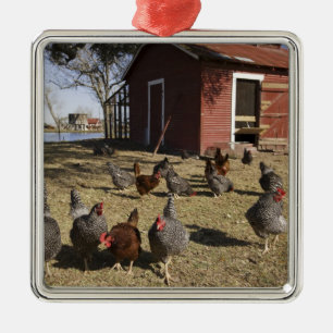 Kippen in de buurt van kiphuis Cliburn Metalen Ornament
