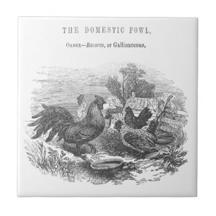  kippen pen en inkt illustratie tegeltje