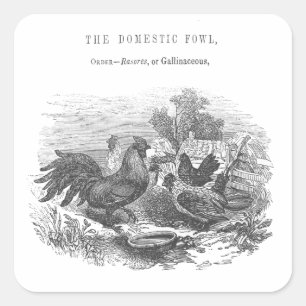 kippen pen en inkt illustratie vierkante sticker