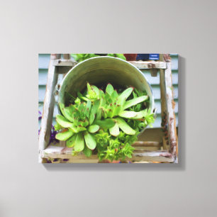 kippen Succulenten Fotoolie Schilderen Canvas Afdruk