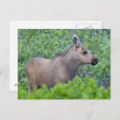 Kippenvel in de Many Glacier Valley Briefkaart (Voorkant / Achterkant)