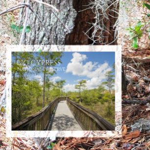 Kirby Storter Boardwalk, Big Cypress NP, Florida Briefkaart