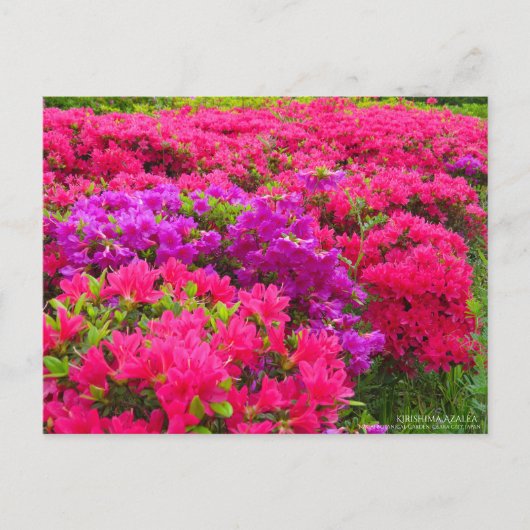 Kirishima Azalea : Carte postale (Devant)