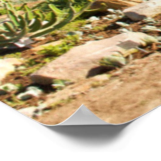 Kirstenbosch Botanic Gardens, Cape Town Poster (Hoek)