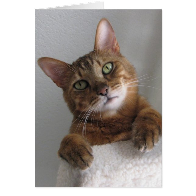 Kishka en haut (Devant)