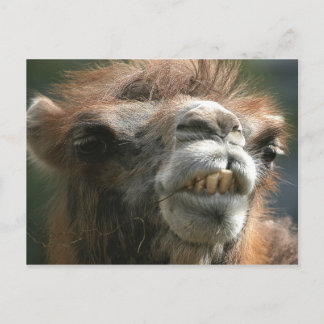 Kiss Kiss Briefkaart