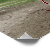 Kiss me Llama close-up Poster (Hoek)