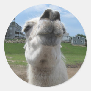 Kiss me Llama close-up Ronde Sticker