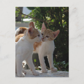 Kissende katten briefkaart