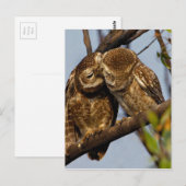 Kissers Owls Briefkaart (Voorkant / Achterkant)