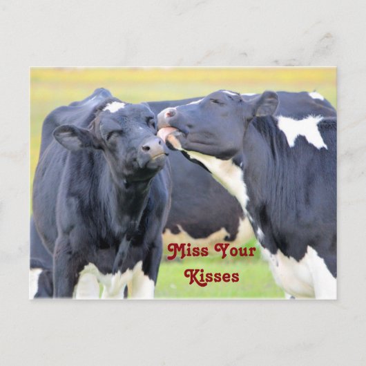 Kisses Cute koe Briefkaart (Voorkant)