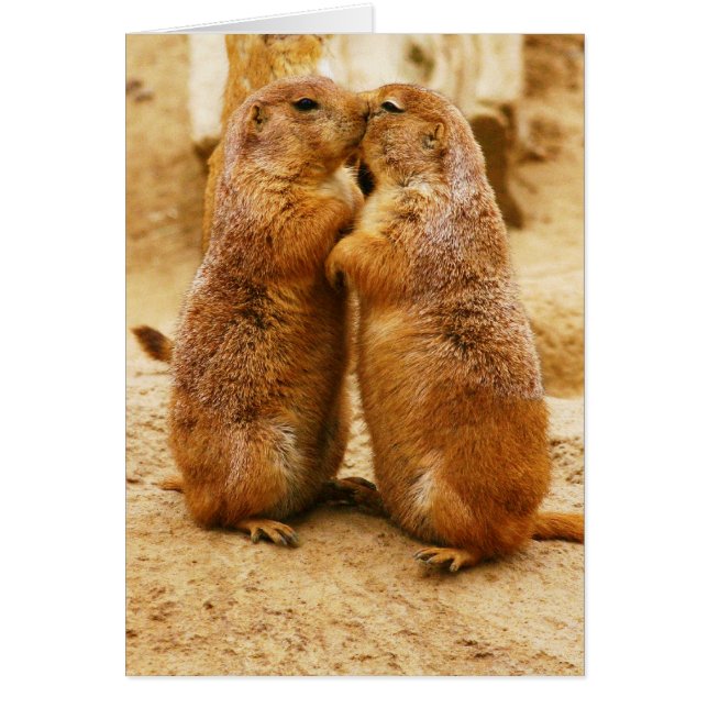 Kissing Black Tail Prairie Dogs (Devant)
