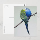 Kissing Budgies Briefkaart (Voorkant / Achterkant)