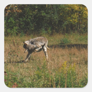 Kissing Butt Donkey Vierkante Sticker