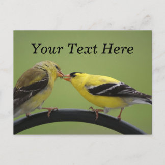 Kissing Goldfinches Briefkaart