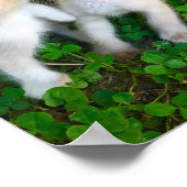 kissing kittens poster (Hoek)