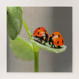 Kissing Ladybugs Legpuzzel