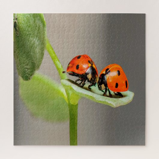 Kissing Ladybugs Legpuzzel (Verticaal)
