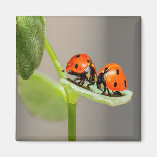 Kissing Ladybugs Magneet