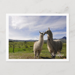 Kissing llamas Cotopaxi Ecuador Briefkaart