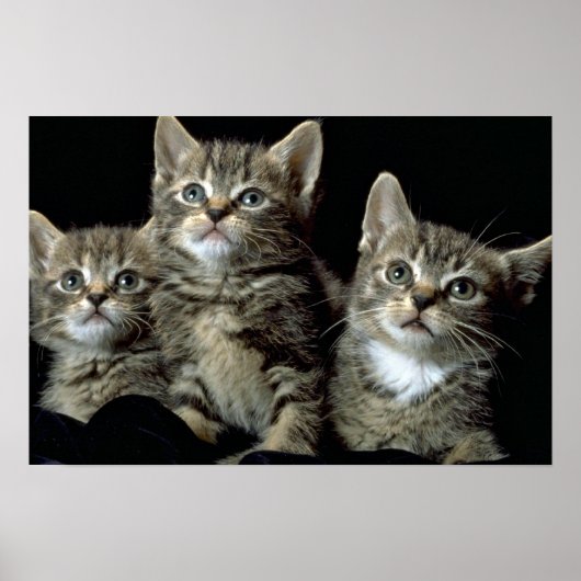 Kit Kat Club Poster (Voorkant)