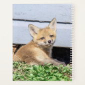 Kit Red Fox 2024 (Dos)
