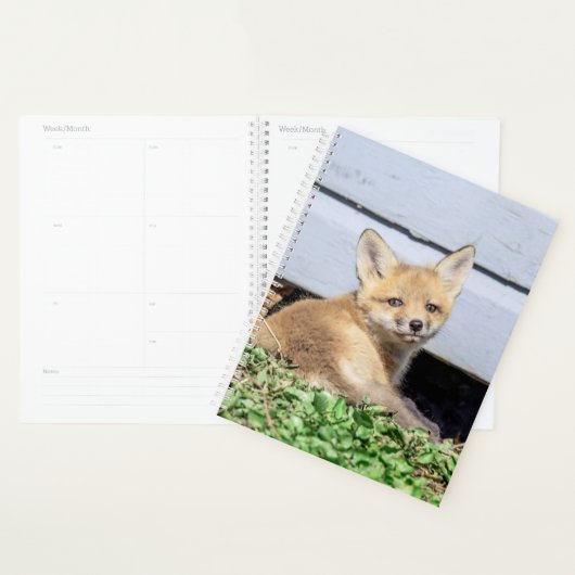 Kit Red Fox 2024 (Devant avec enveloppe)