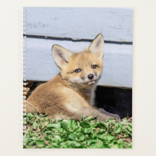 Kit Red Fox 2024