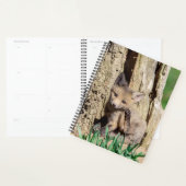 Kit Red Fox 2024 (Devant avec enveloppe)