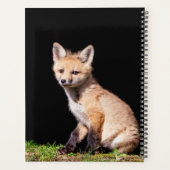 Kit Red Fox 2024 (Dos)