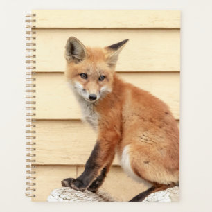Kit Red Fox 2024
