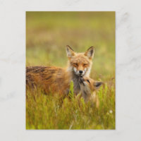 Kit Renard Rouge Recherche de la carte postale Mom