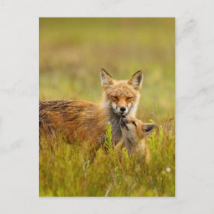 Kit Renard Rouge Recherche de la carte postale Mom