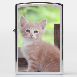 Kitten
