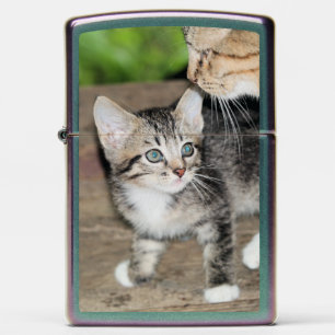 Kitten