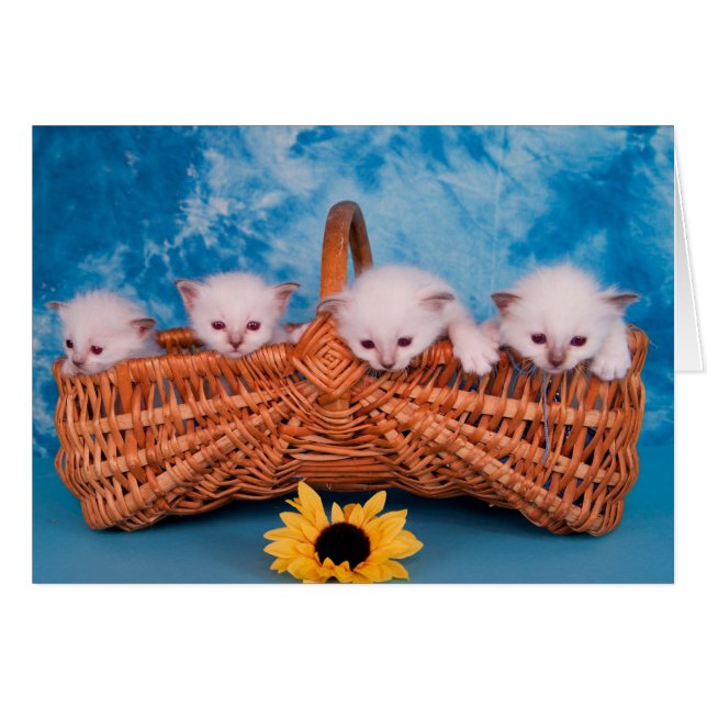 kitten (Devant horizontal)