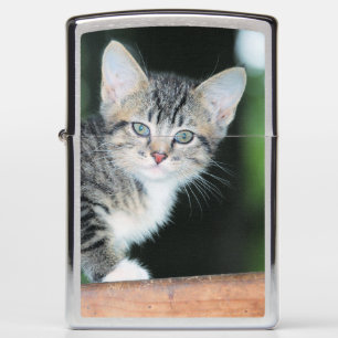 Kitten