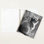 Kitten (Devant avec enveloppe)