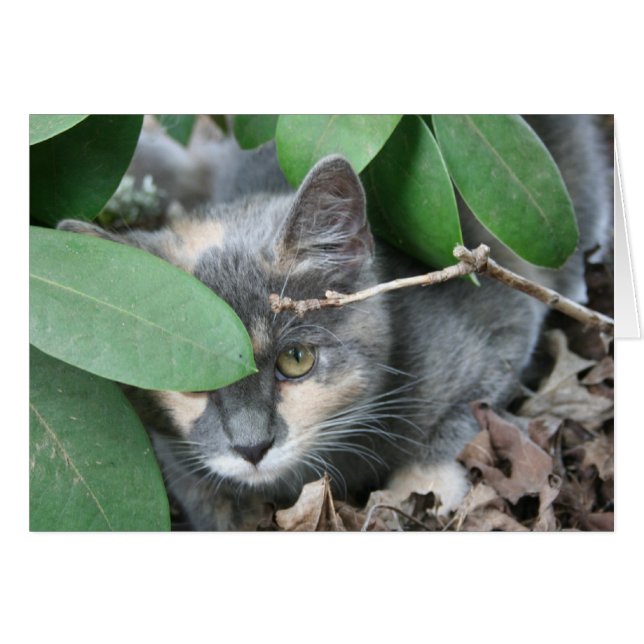 Kitten (Devant Horizontal)