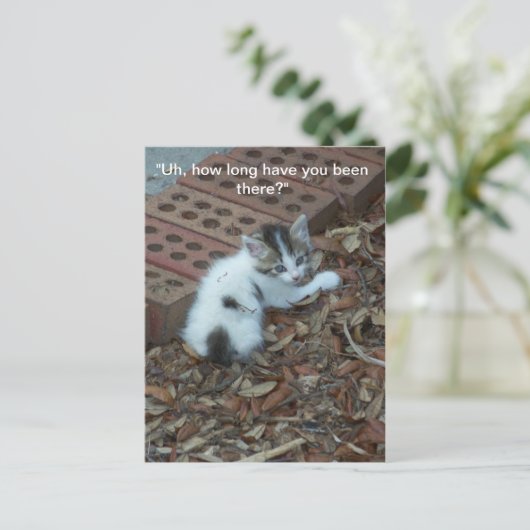 Kitten 047 Carte postale (Debout devant)