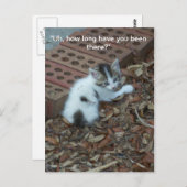 Kitten 047 Carte postale (Devant / Derrière)