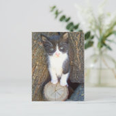 Kitten 2 briefkaart (Staand voorkant)